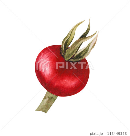 Watercolor illustration of red rose hips berries with green leaves. Isolated hand drawn clip art for kitchen design, food illustration, eco friendly projects, autumn and winter compositions. Watercolor illustration of red rose hips berries with green leaves. Isolated hand drawn clip art for kitchen design, food illustration, eco friendly projects, autumn and winter compositions. 118449358