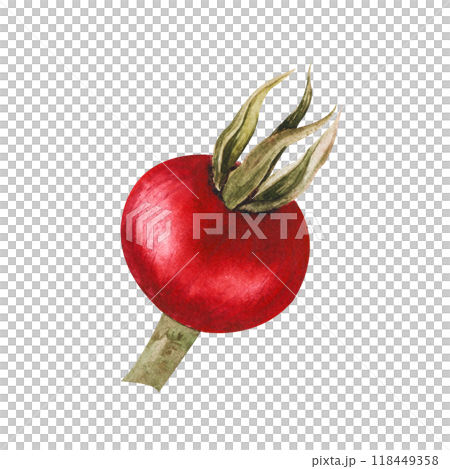 Watercolor illustration of red rose hips berries with green leaves. Isolated hand drawn clip art for kitchen design, food illustration, eco friendly projects, autumn and winter compositions. Watercolor illustration of red rose hips berries with green leaves. Isolated hand drawn clip art for kitchen design, food illustration, eco friendly projects, autumn and winter compositions. 118449358