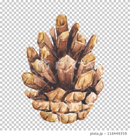 pine cones watercolor illustrations. Isolated cliparts for Christmas design, New Year compositions. Realistic hand drawn botanical elements 118449359
