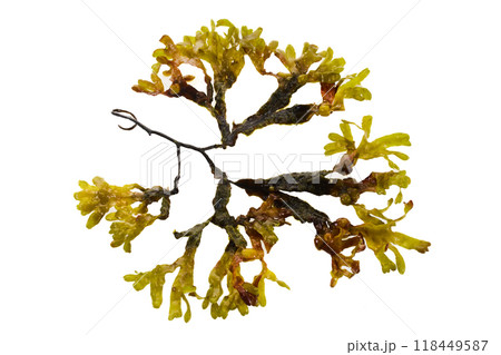 Seaweed plant On White Background 118449587