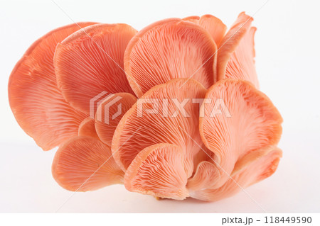 Beautiful Pink Oyster Mushroom on white background 118449590