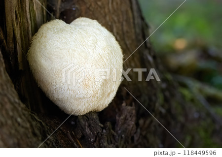 Lion's Mane Mushroom growing on a tree trunk. 118449596