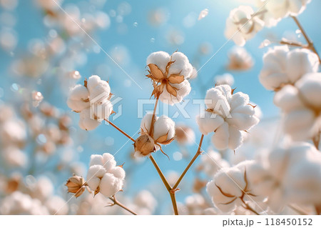 Sunlit Cotton Field. Fluffy white cotton balls bask in the warm sunlight, against a bright blue sky. 118450152