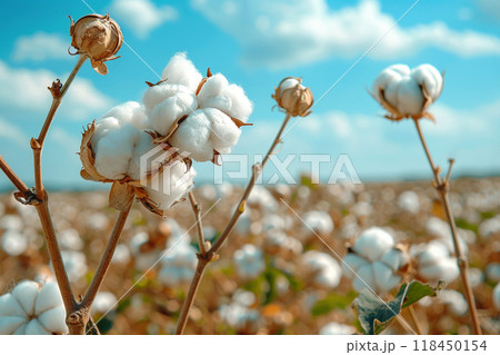 Ripe Cotton Field Under Blue Sky 118450154