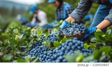 Harvesting Fresh Blueberries Harvesting Fresh Blueberries 118450807