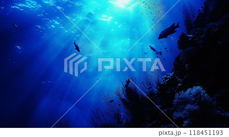 World Ocean day. Underwater Serenity with Marine Life 118451193