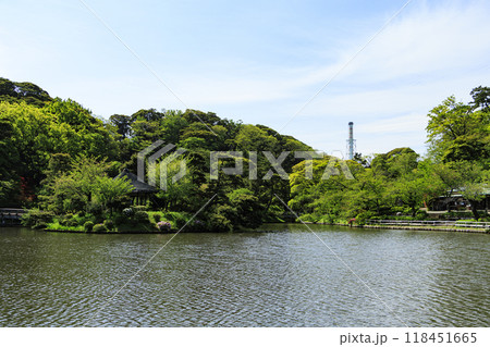 日本庭園のある横浜市本牧の三渓園の春 日本庭園のある横浜市本牧の三渓園の春 118451665