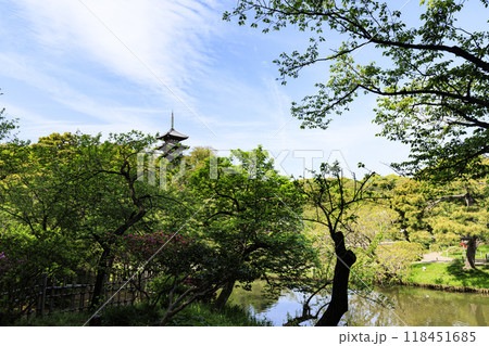 日本庭園のある横浜市本牧の三渓園の春 118451685