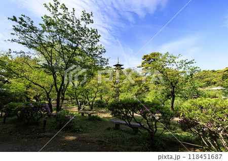 日本庭園のある横浜市本牧の三渓園の春 日本庭園のある横浜市本牧の三渓園の春 118451687