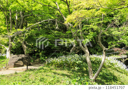日本庭園のある横浜市本牧の三渓園の春 日本庭園のある横浜市本牧の三渓園の春 118451707