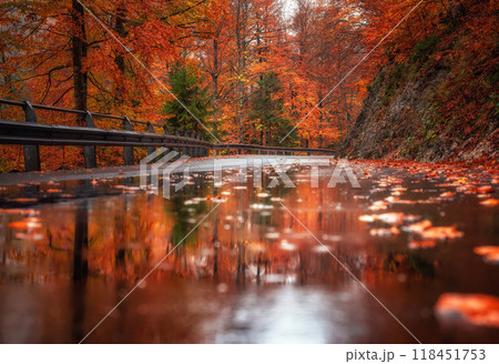 Red and orange leaves are reflecting in a puddle on a wet road Red and orange leaves are reflecting in a puddle on a wet road 118451753