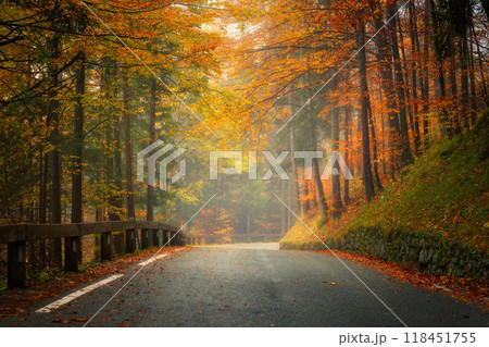 Road with fallen leaves in beautiful forest in golden autumn 118451755