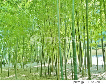 竹林の中にある風景 118452039
