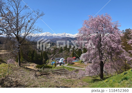 小川村 立屋展望台付近から眺める桜と北アルプスの絶景 小川村 立屋展望台付近から眺める桜と北アルプスの絶景 118452360