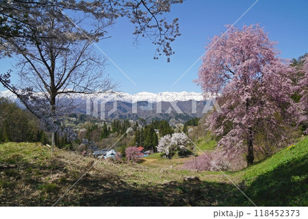 小川村 立屋展望台付近から眺める桜と北アルプスの絶景 小川村 立屋展望台付近から眺める桜と北アルプスの絶景 118452373