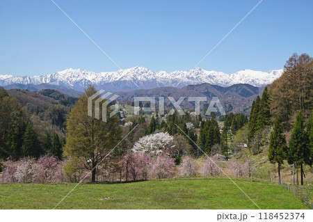 小川村　立屋展望台付近から眺める桜と北アルプスの絶景 118452374