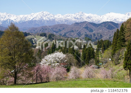 小川村 立屋展望台付近から眺める桜と北アルプスの絶景 小川村 立屋展望台付近から眺める桜と北アルプスの絶景 118452376