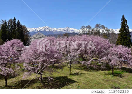 小川村 立屋展望台付近から眺める桜と北アルプスの絶景 小川村 立屋展望台付近から眺める桜と北アルプスの絶景 118452389