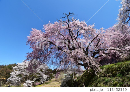 満開の番所の桜　小川村の春 118452559
