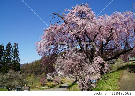 満開の番所の桜 小川村の春 満開の番所の桜 小川村の春 118452562