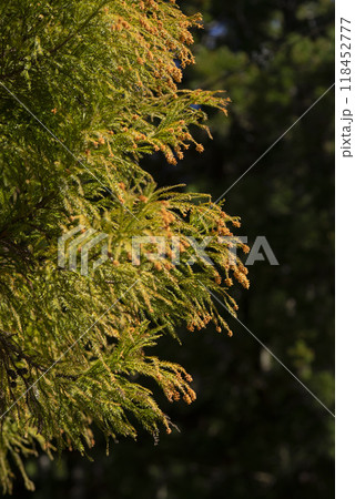 スギ花粉を生み出す杉の花 スギ花粉を生み出す杉の花 118452777