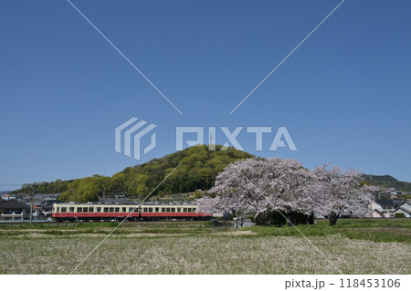 桜とことでん 118453106