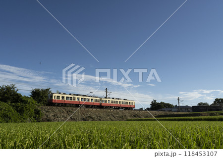 収穫間近の田んぼとことでん 118453107