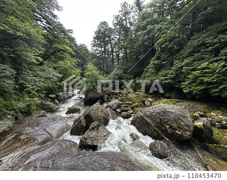 Yakusugi Land is a nature park populated by a number of yakusugi. The park is one of the most accessible places on Yakushima to see the ancient cedar trees. Yakusugi Land is a nature park populated by a number of yakusugi. The park is one of the most accessible places on Yakushima to see the ancient cedar trees. 118453470
