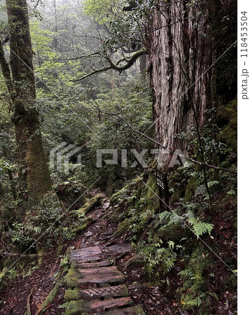 Yakusugi Land is a nature park populated by a number of yakusugi. The park is one of the most accessible places on Yakushima to see the ancient cedar trees. Yakusugi Land is a nature park populated by a number of yakusugi. The park is one of the most accessible places on Yakushima to see the ancient cedar trees. 118453504