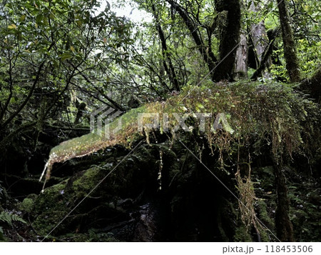 Yakusugi Land is a nature park populated by a number of yakusugi. The park is one of the most accessible places on Yakushima to see the ancient cedar trees. 118453506