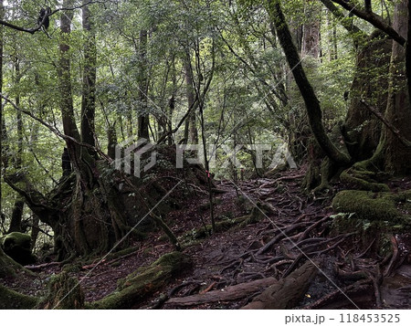 Yakusugi Land is a nature park populated by a number of yakusugi. The park is one of the most accessible places on Yakushima to see the ancient cedar trees. Yakusugi Land is a nature park populated by a number of yakusugi. The park is one of the most accessible places on Yakushima to see the ancient cedar trees. 118453525