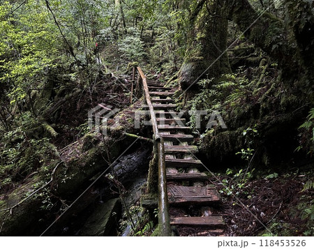 Yakusugi Land is a nature park populated by a number of yakusugi. The park is one of the most accessible places on Yakushima to see the ancient cedar trees. 118453526
