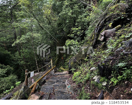 Yakusugi Land is a nature park populated by a number of yakusugi. The park is one of the most accessible places on Yakushima to see the ancient cedar trees. Yakusugi Land is a nature park populated by a number of yakusugi. The park is one of the most accessible places on Yakushima to see the ancient cedar trees. 118453534