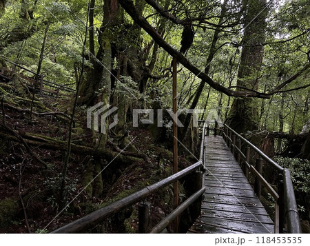 Yakusugi Land is a nature park populated by a number of yakusugi. The park is one of the most accessible places on Yakushima to see the ancient cedar trees. Yakusugi Land is a nature park populated by a number of yakusugi. The park is one of the most accessible places on Yakushima to see the ancient cedar trees. 118453535