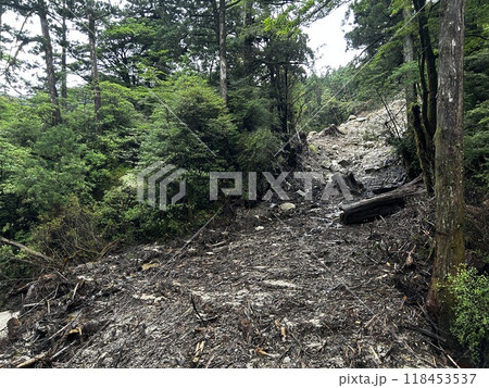 Yakusugi Land is a nature park populated by a number of yakusugi. The park is one of the most accessible places on Yakushima to see the ancient cedar trees. 118453537