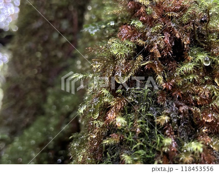 Yakusugi Land is a nature park populated by a number of yakusugi. The park is one of the most accessible places on Yakushima to see the ancient cedar trees. 118453556