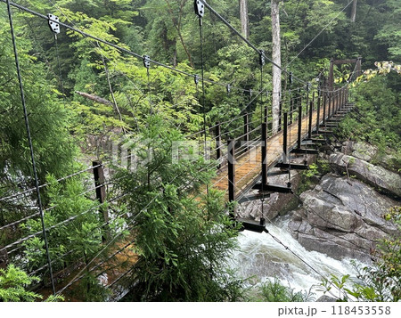 Yakusugi Land is a nature park populated by a number of yakusugi. The park is one of the most accessible places on Yakushima to see the ancient cedar trees. 118453558