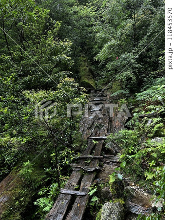 Yakusugi Land is a nature park populated by a number of yakusugi. The park is one of the most accessible places on Yakushima to see the ancient cedar trees. 118453570