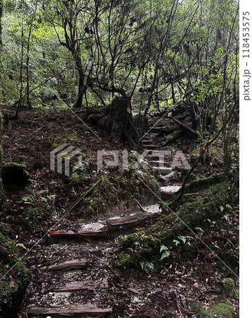 Yakusugi Land is a nature park populated by a number of yakusugi. The park is one of the most accessible places on Yakushima to see the ancient cedar trees. 118453575
