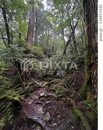 Yakusugi Land is a nature park populated by a number of yakusugi. The park is one of the most accessible places on Yakushima to see the ancient cedar trees. 118453582