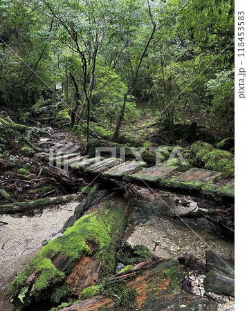 Yakusugi Land is a nature park populated by a number of yakusugi. The park is one of the most accessible places on Yakushima to see the ancient cedar trees. 118453583