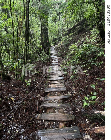 Yakusugi Land is a nature park populated by a number of yakusugi. The park is one of the most accessible places on Yakushima to see the ancient cedar trees. Yakusugi Land is a nature park populated by a number of yakusugi. The park is one of the most accessible places on Yakushima to see the ancient cedar trees. 118453590