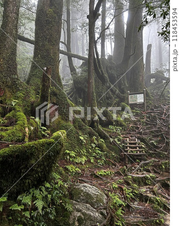 Yakusugi Land is a nature park populated by a number of yakusugi. The park is one of the most accessible places on Yakushima to see the ancient cedar trees. Yakusugi Land is a nature park populated by a number of yakusugi. The park is one of the most accessible places on Yakushima to see the ancient cedar trees. 118453594