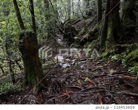 Yakusugi Land is a nature park populated by a number of yakusugi. The park is one of the most accessible places on Yakushima to see the ancient cedar trees. Yakusugi Land is a nature park populated by a number of yakusugi. The park is one of the most accessible places on Yakushima to see the ancient cedar trees. 118453609