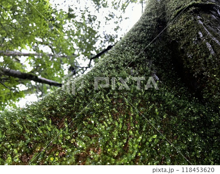 Yakusugi Land is a nature park populated by a number of yakusugi. The park is one of the most accessible places on Yakushima to see the ancient cedar trees. Yakusugi Land is a nature park populated by a number of yakusugi. The park is one of the most accessible places on Yakushima to see the ancient cedar trees. 118453620