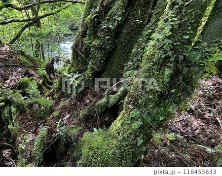 The Shiratani Unsuikyo Ravine on Yakushima is a lush nature park containing several ancient cedars, Yakushima is a World Heritage Site island located in Kagoshima Prefecture, Kyushu, Japan 118453633