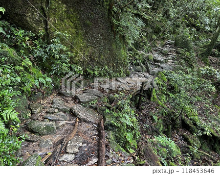 The Shiratani Unsuikyo Ravine on Yakushima is a lush nature park containing several ancient cedars, Yakushima is a World Heritage Site island located in Kagoshima Prefecture, Kyushu, Japan 118453646