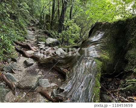 The Shiratani Unsuikyo Ravine on Yakushima is a lush nature park containing several ancient cedars, Yakushima is a World Heritage Site island located in Kagoshima Prefecture, Kyushu, Japan 118453659