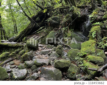 The Shiratani Unsuikyo Ravine on Yakushima is a lush nature park containing several ancient cedars, Yakushima is a World Heritage Site island located in Kagoshima Prefecture, Kyushu, Japan The Shiratani Unsuikyo Ravine on Yakushima is a lush nature park containing several ancient cedars, Yakushima is a World Heritage Site island located in Kagoshima Prefecture, Kyushu, Japan 118453662