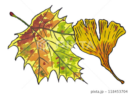手描きの水彩画(絵手紙)紅葉した「プラタナスの葉」と「イチョウの葉」 118453704